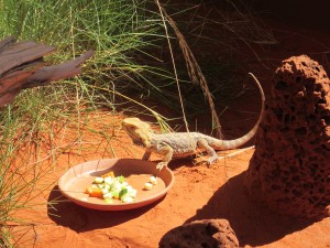 Kings Canyon & Alice Springs-091